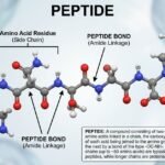 Peptide